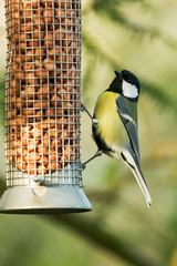great tit on bird feeder