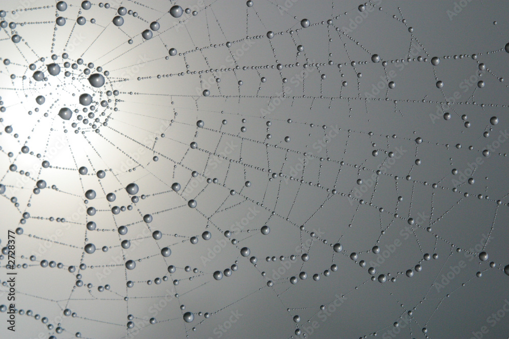 Wall mural spider's web