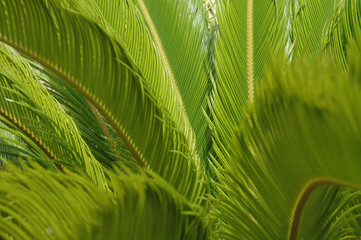 Naklejka na ściany i meble green fern background - horizontal