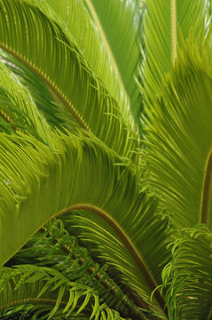 Fototapeta green fern background - vertical