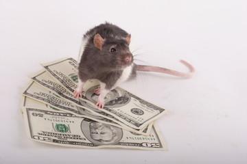money rat