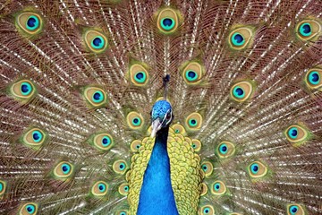 Obraz premium pavo real