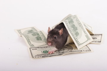 money rat