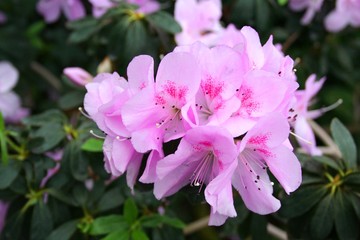 azalea rhododendron