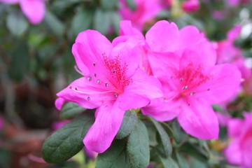 neauty of azalea