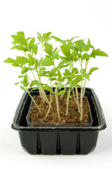 box of tomato seedlings on white background