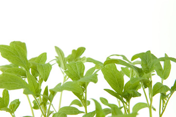seedling leaves macro background