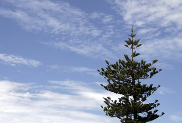 pine tree