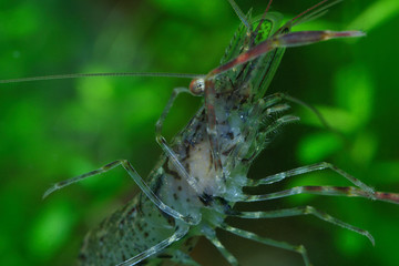 shrimp 12