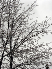 tree in ice