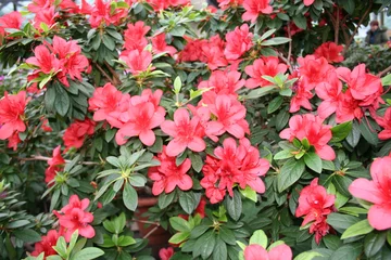 Photo sur Plexiglas Azalée azalea rhododendron