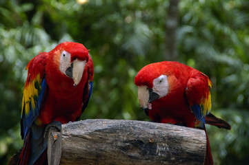two macaws