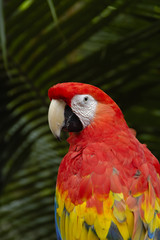 a macaw