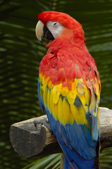 a macaw