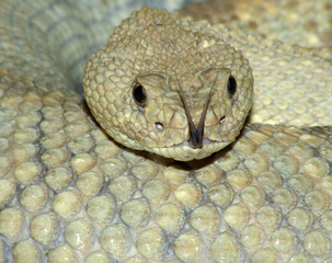 aruba island rattlesnake.