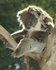 koala relaxing.