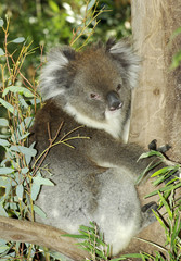 koala