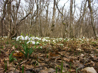 Obraz premium snowdrops-3