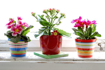 colorful flower
