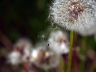 dandelion seeds gone with the wind