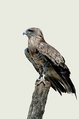 circaète jean le blanc