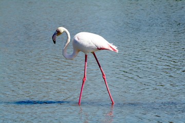 flamant rose en camargue © cris13
