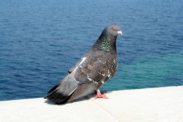 pigeon