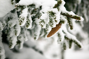 pine cone detail