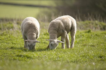 Obraz na płótnie Canvas lamb's grazing