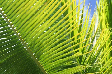 Light filtering roller blinds Palm tree secret beach