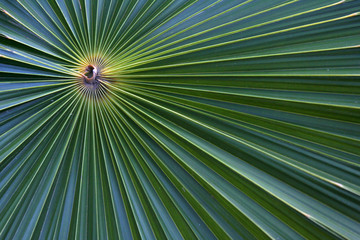 palm frond macro 2