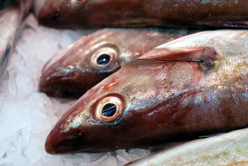 les merlans sur glace