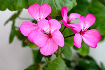 petals of geranium