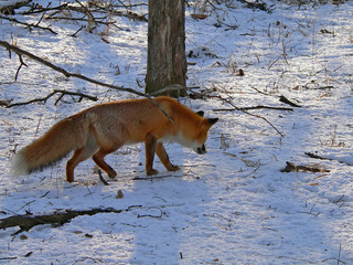 red fox 26