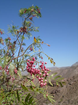 Peppercorn Tree