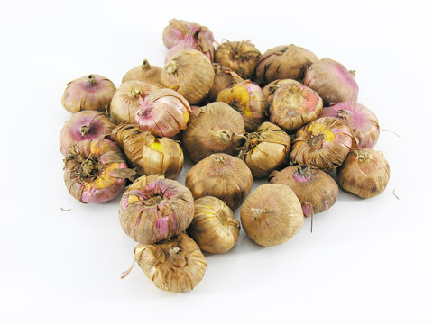 bulbes / oignons de glaieuls