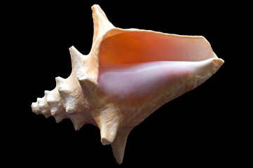 knobby shell
