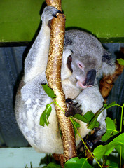 koala, victoria, australia