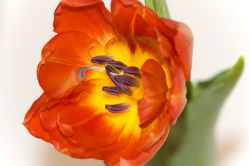 Fototapeta na wymiar detail red tulip