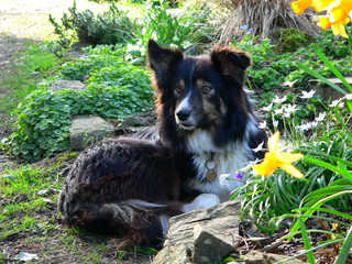 dog in the flowers