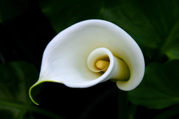 white calla lily opening, dark green foliage background