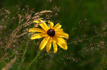 single black-eyed susan in field