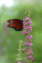 butterfly climbing flower