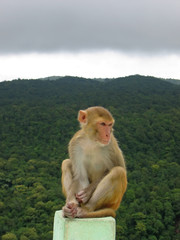 monkey sitted on a rock in front a a tropical jungle, mont popa,