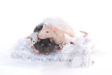 wedding rats