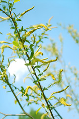 blossoming branch of a willow