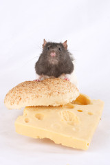the rat on the cheese sandwich