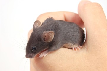 grey mouse in the hand