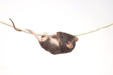 mouse on the cable © Tatyana Labeeva