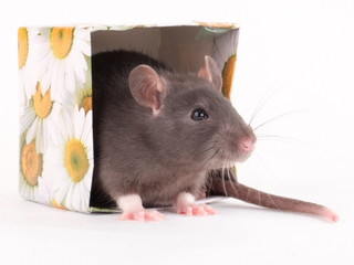the rat in the fancy box